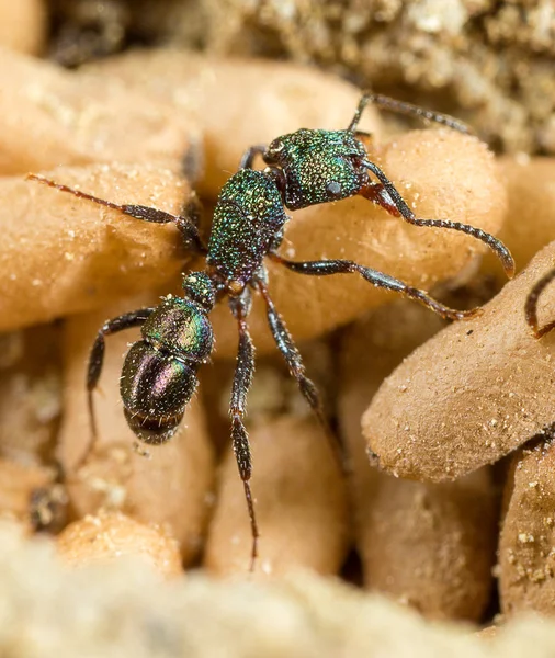 Ant tending pupae