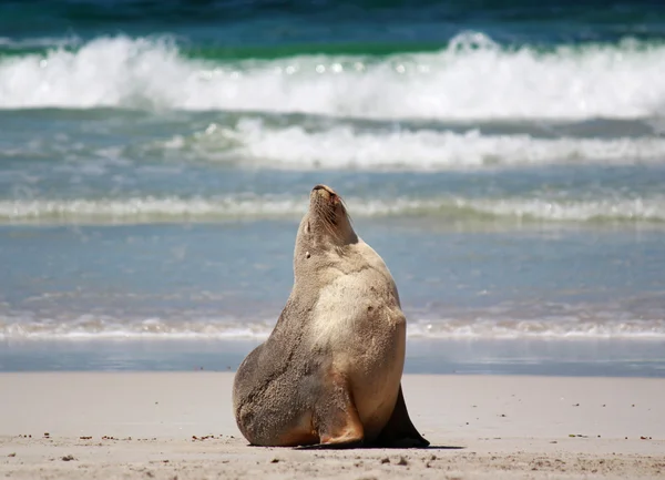 Australian sea lion at the beach, at Seal Bay Conservation Park, Kangaroo Island, South Australia.