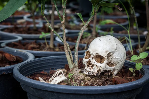 Small human skull on flower pot