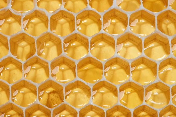 Macro of backlit honeycomb