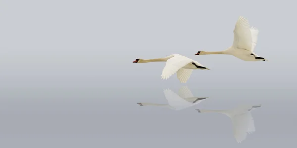 Flying swans on the water surface.