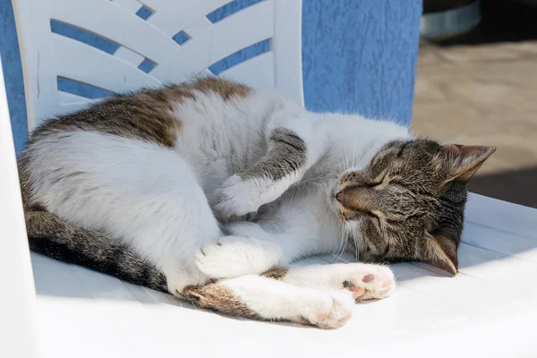 Cat asleep in the shade