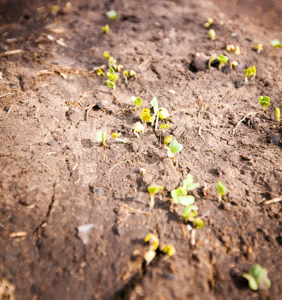 Green sprout growing from seed