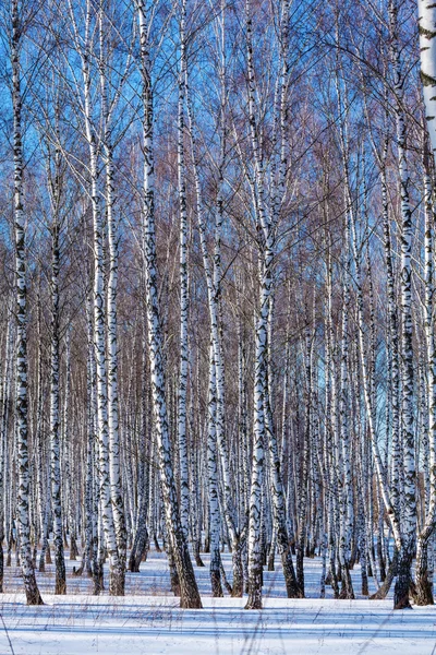 Birch Forest with Snow at Winter