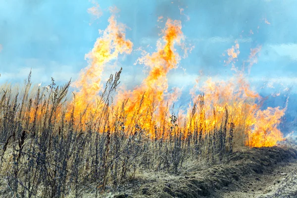 Dry Grass Field Fire Disaster Closeup