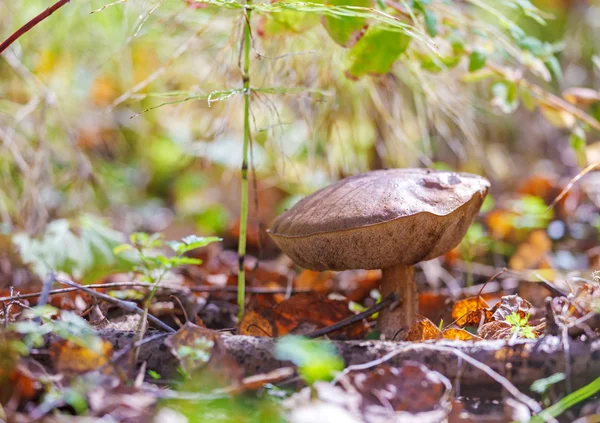 Birch Bolete (Leccinum scabrum) Mushroom in Autumn Forest