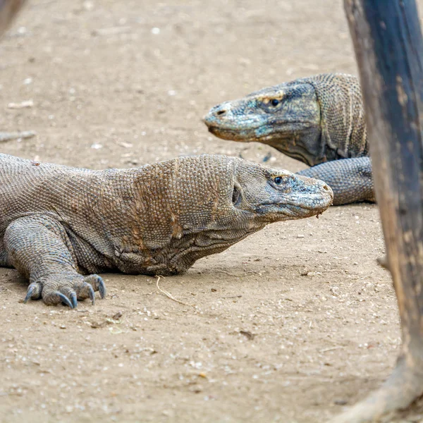 Biggest Lizard Komodo Dragon (Varanus komodoensis) in the Wild