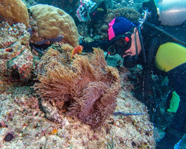 Big Purple Anemone and Scuba Diver