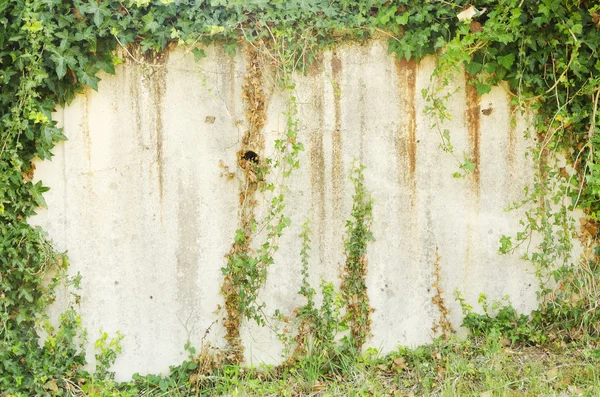 Rustic wall surrounded by green leaves