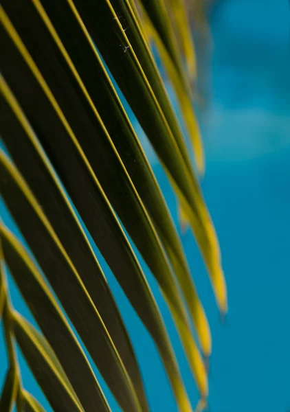 Water surface background with palm leave