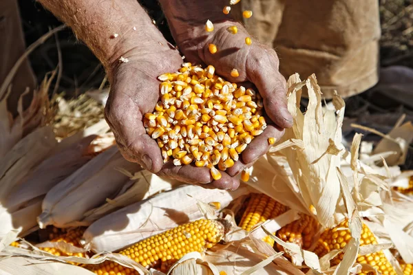 Seed Corn Overflowing a Farmer's Hands