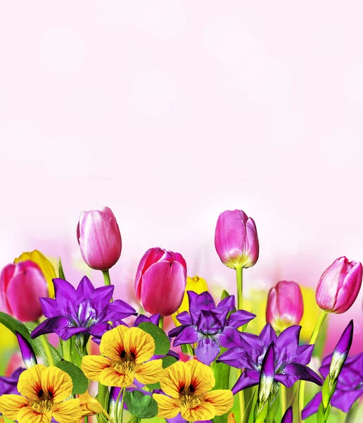 Pink yellow tulips and blue irises
