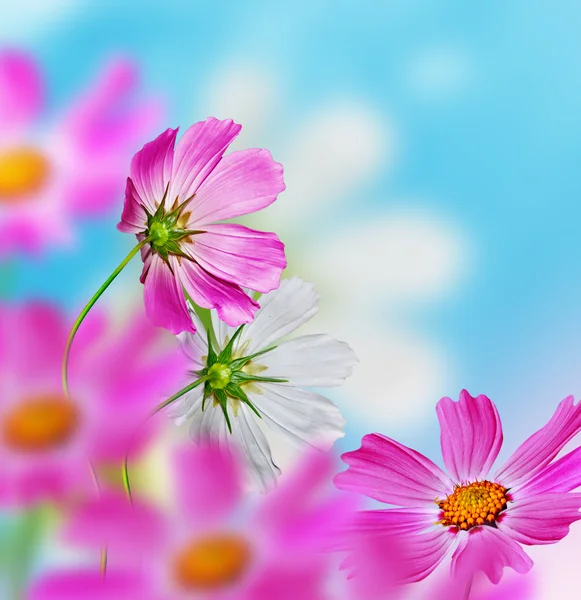 Daisy flowers on blue sky background