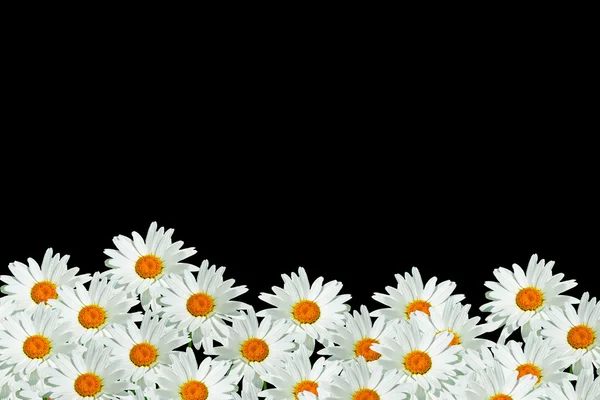Daisies summer white flower isolated on black background.
