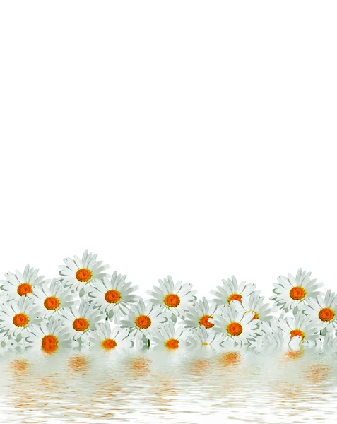 Daisies summer white flower isolated on white background.