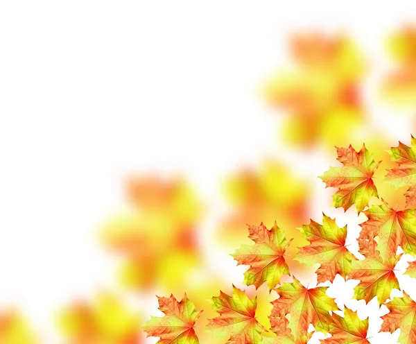 Autumn leaves isolated on white background.