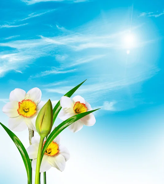 Spring flowers on a background of blue sky with clouds