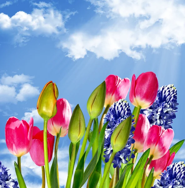 Flowers tulips on a background of blue sky with clouds.