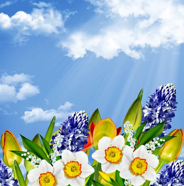 Flowers tulips on a background of blue sky with clouds.