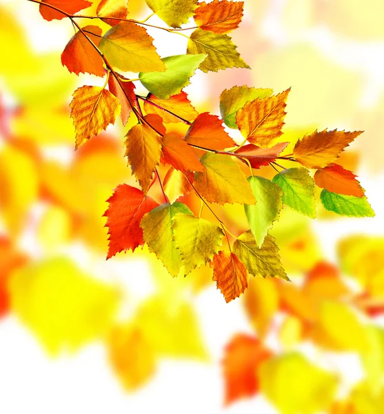 Autumn leaves isolated on white background.