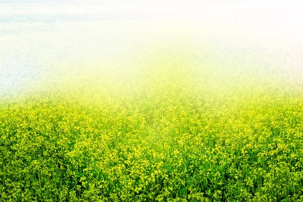 Summer landscape. Yellow flowers winter cress. rape