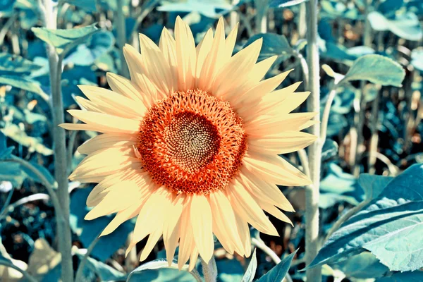 Beautiful sunflower field in summer. yellow flowers