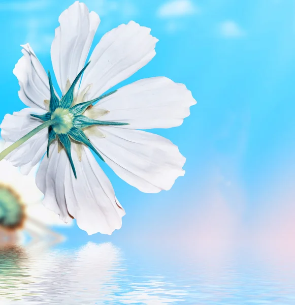 Daisy flowers on blue sky background