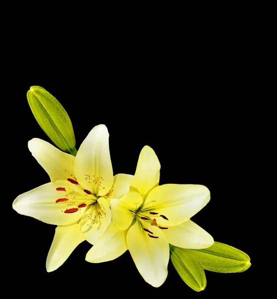 Flower lily isolated on black background.
