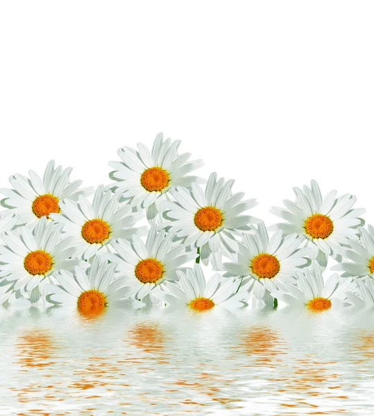 Daisies summer white flower isolated on white background.