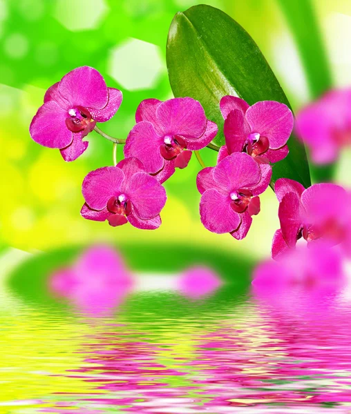 Colorful orchid flowers. Beautiful orchid flowers.