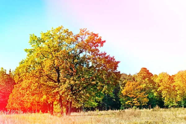 Autumn landscape. Colorful colorful trees in the park.