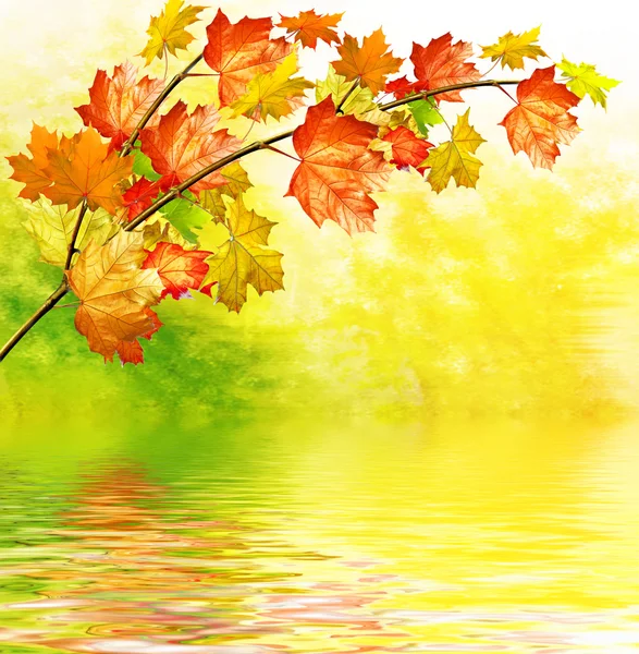 Autumn landscape. Beautiful  leaves. landscape. Colorful trees