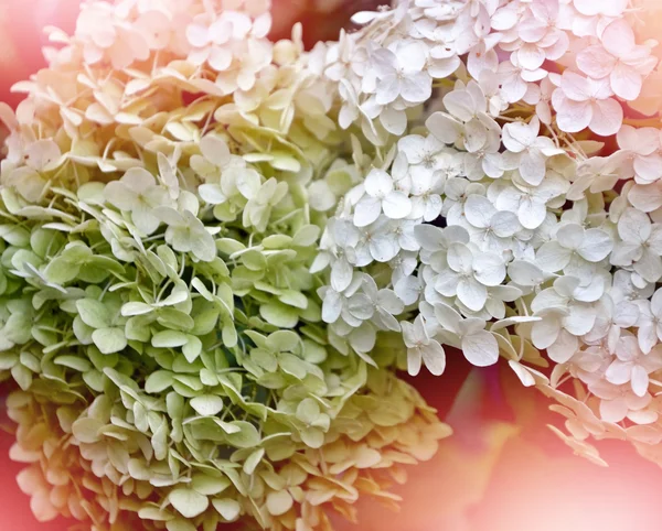 Colorful beautiful flowers hydrangea on the background of the su