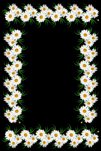 Daisies summer white flower isolated on black background.