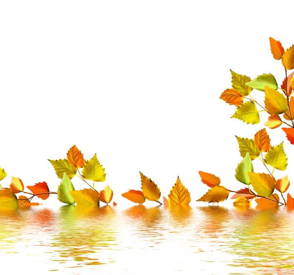 Autumn leaves isolated on white background.