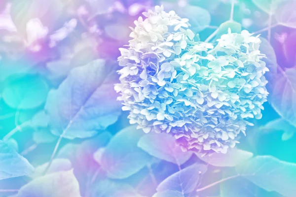 Colorful beautiful flowers hydrangea on the background of the su