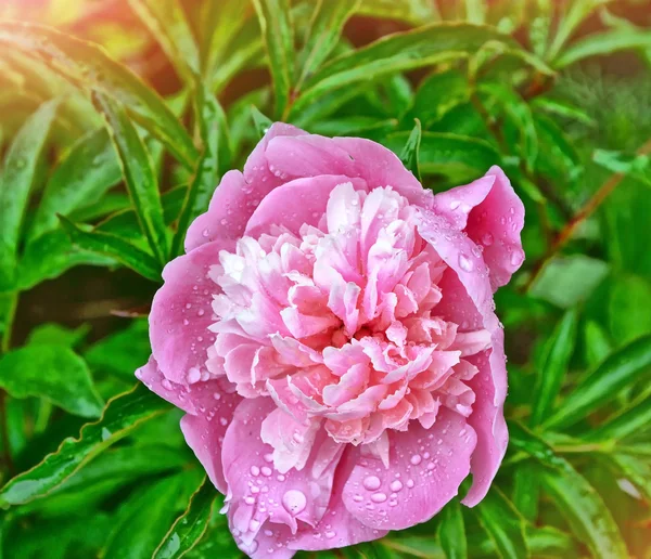 Colorful flowers peonies on background summer landscape