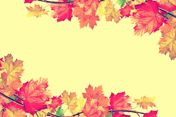 Autumn leaves isolated on yellowbackground.