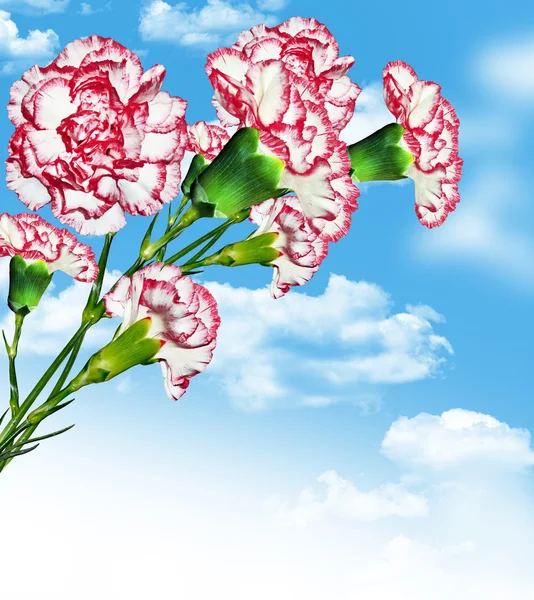 Carnation flowers on a background of blue sky with clouds