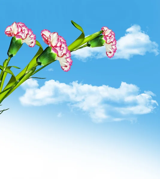 Carnation flowers on a background of blue sky with clouds