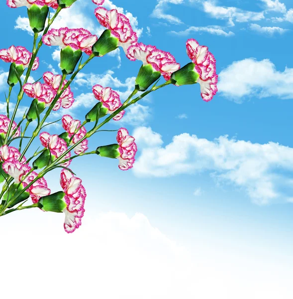 Carnation flowers on a background of blue sky with clouds