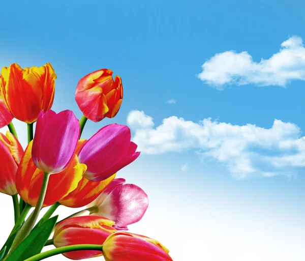 Spring flowers tulips on the background of blue sky with clouds