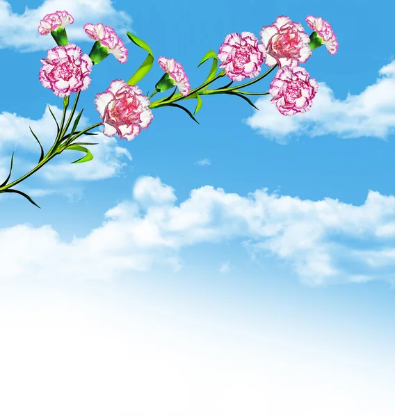 Carnation flowers on a background of blue sky with clouds