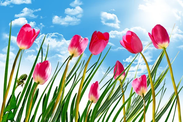 Spring flowers tulips on the background of blue sky with clouds