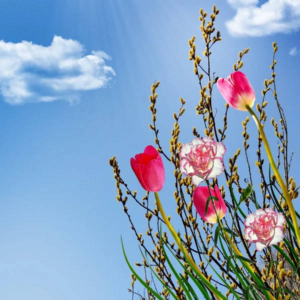 Willow, carnations and tulips on a background of blue sky