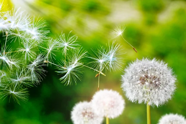 Summer landscape. Flowers.