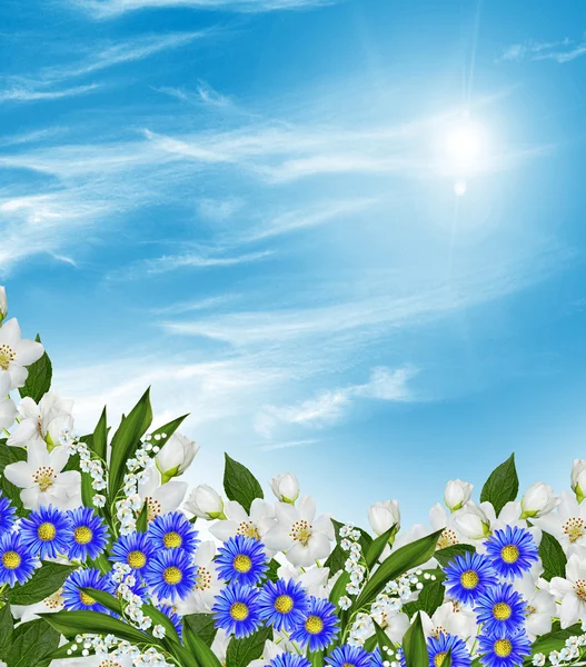 Branch of jasmine flowers on a background of blue sky with cloud