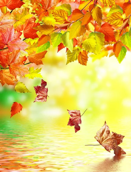 Autumn foliage. Autumn time. Gold autumn.