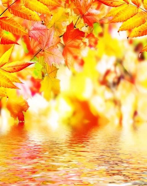 Autumn foliage. Autumn time. Gold autumn.