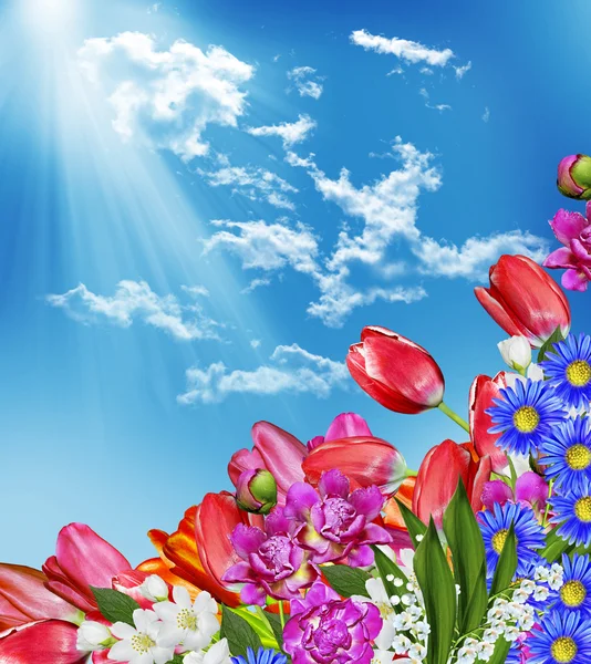 Spring flowers tulips on the background of blue sky with clouds